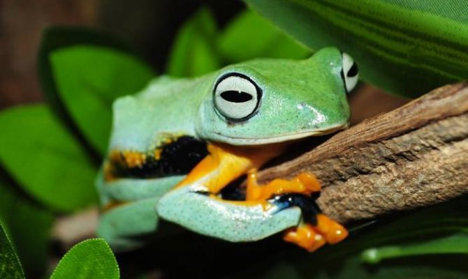 Тулякам покажут зеленую гимнастку