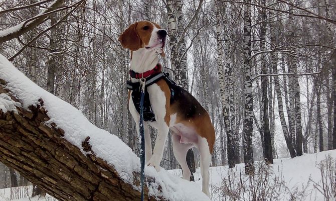Экзотариум приглашает туляков на выставку «Мой верный друг»