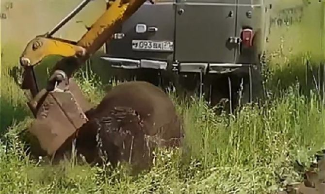 В соцсетях распространился фейк об убийстве в Тульской области медведя-людоеда