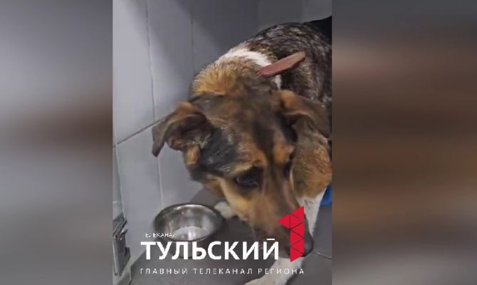 Брошенной в поселке Скуратово собаке провели операцию по удалению опухоли