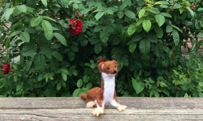 Туляки могут на мастер-классе свалять из шерсти хищную ласку