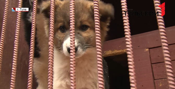 800 собак тульского приюта ждут новых хозяев