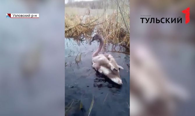 На озере в Узловском районе поселились лебеди