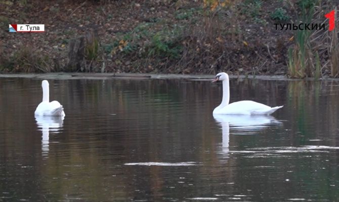 Лебеди под Тулой: почему птицы не улетают на юг в холода