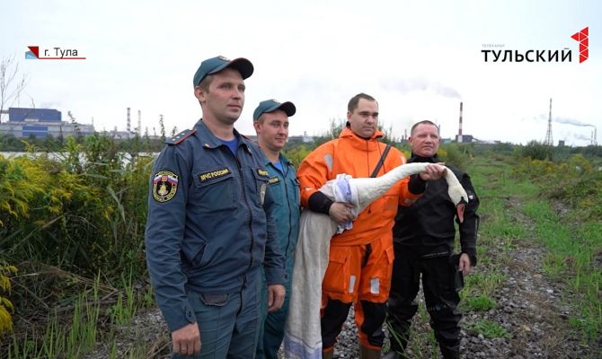 Лебедушка из Тулы погибла в ветеринарной клинике