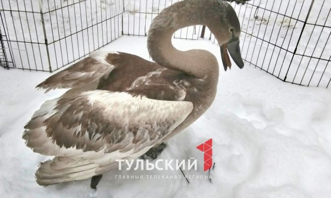 Волонтеры борются за жизнь найденного в Узловой лебедя с множественными переломами