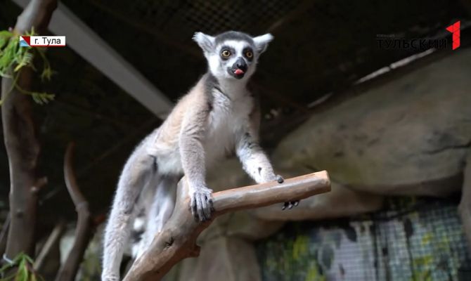 В Туле открыли «Лемурленд»
