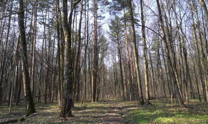 Короедов в Тульской области начали ловить с помощью феромонов