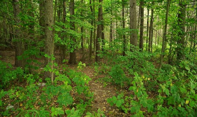 Дойдут ли до Тулы лесные пожары из Рязани