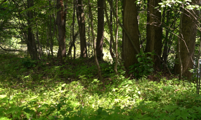 Поисковик развеял самые популярные мифы об ориентировании в лесу