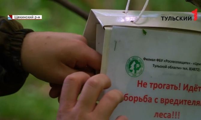 Лесники против бабочек: в лесах под Тулой началось нашествие опасного вредителя