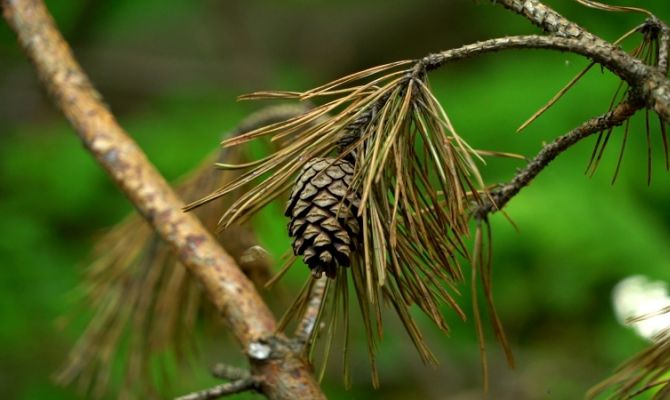 Тулякам объявили размер штрафа за срубленное дерево