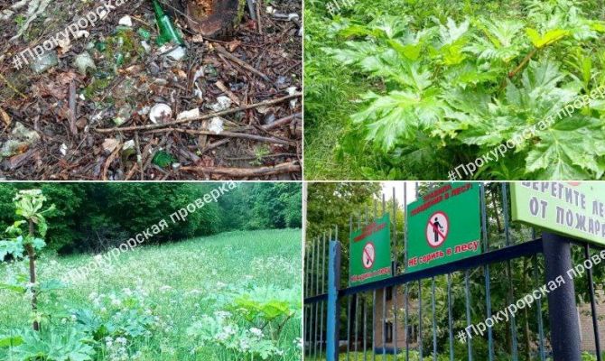 В Большой Туле прокуратура выявила нарушения у арендаторов лесных участков 