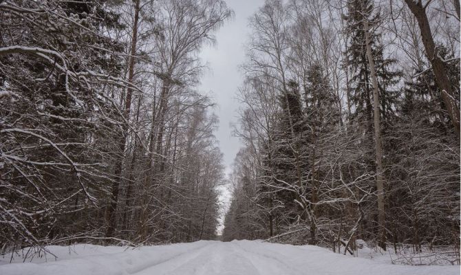 Жители Тулы могут стать волонтером в заповеднике 