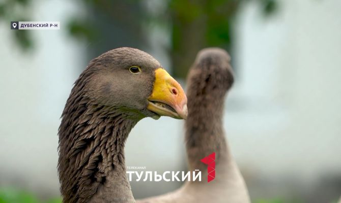 В Тульской области вывели самых сильных гусей в России