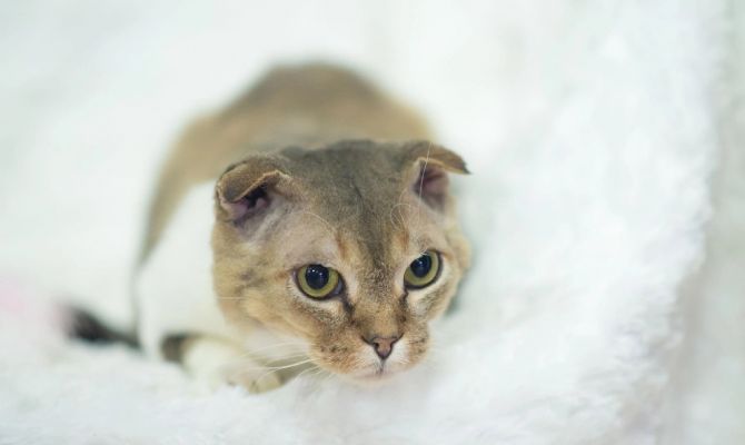 Туляков приглашают на выставку-пристройство бездомных животных