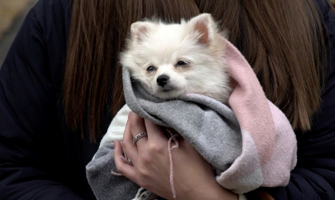 От глистов до воспаления артерий: тулячка купила по объявлению собаку с целым "букетом" болезней