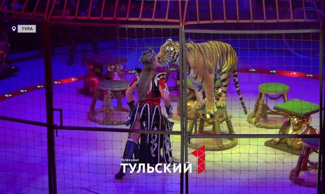 Королевский цирк Гии Эрадзе привез в Тулу северных оленей и тигров