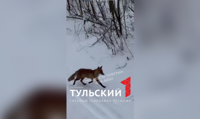 Лису заметили у ТРЦ "Макси" в Туле