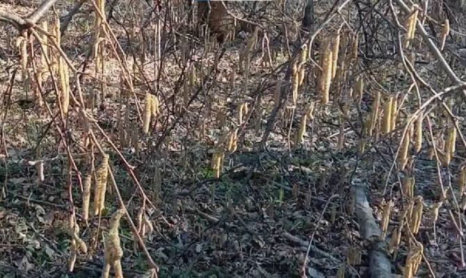 В "Тульских засеках" сняли на видео пыление орешника