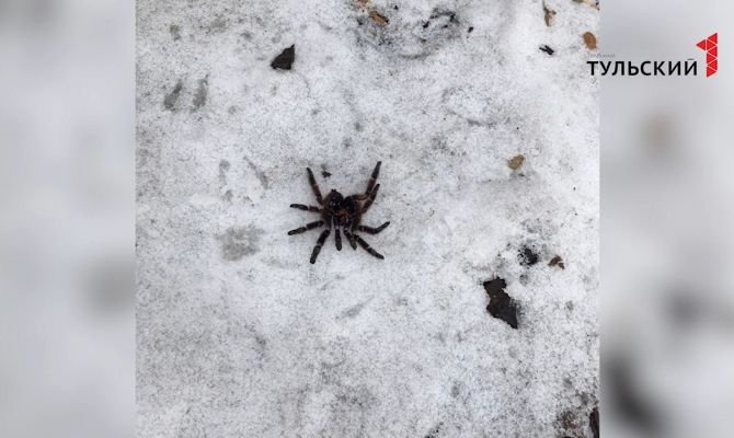 Необычные соседи: во дворе тульской многоэтажки завелись экзотические пауки-птицееды