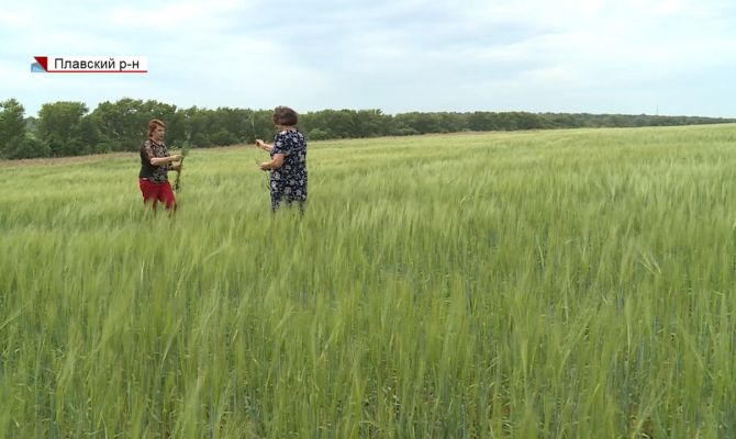 В Тульской области ученые испытывают экспериментальные сорта ячменя и овса