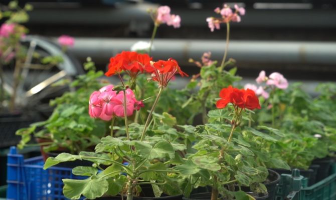 Петунии, бархатцы и бегонии: когда в Туле начнут высаживать цветы