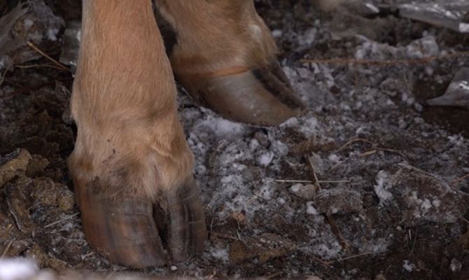 В овраге под Алексином обнаружили трупы двух собак и лошади