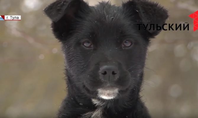 Гусиные бои в Дубне и попрошайки с собаками теперь - в прошлом