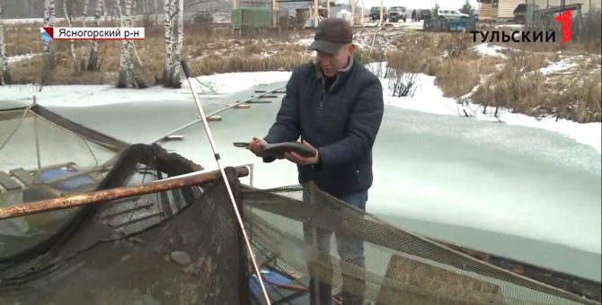 Форель и осетра к новогоднему столу туляков готовят местные производители