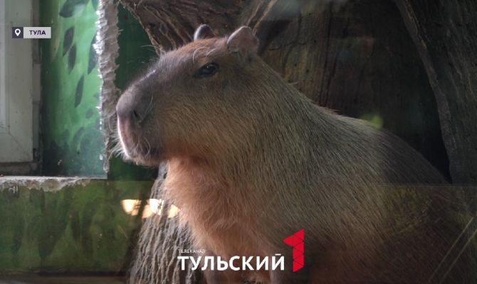 В Экзотариуме раскрыли детали празднования дня рождения капибары