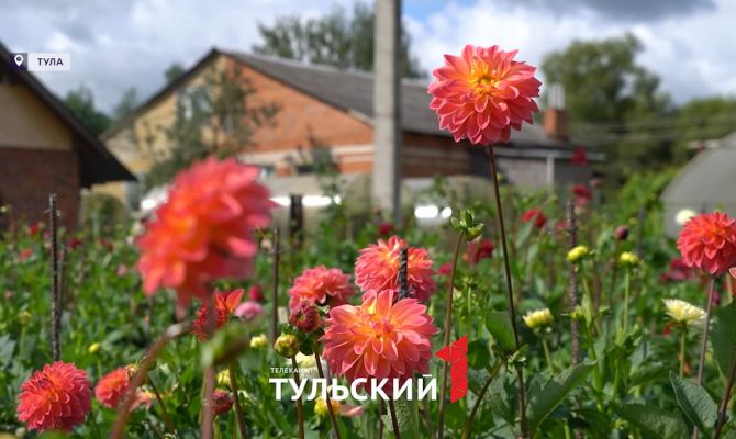 Селекционер из Тулы вывел 300 сортов георгинов