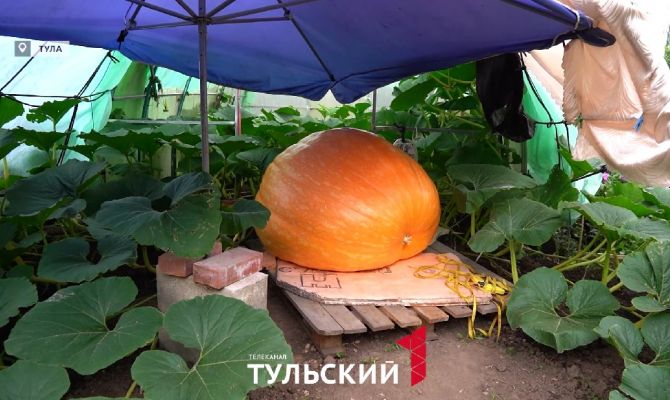 Тулячка вырастила на своем участке тыкву весом в 222 килограмма 