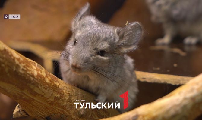 На грани исчезновения: как Тульский экзотариум спасает уникальных животных