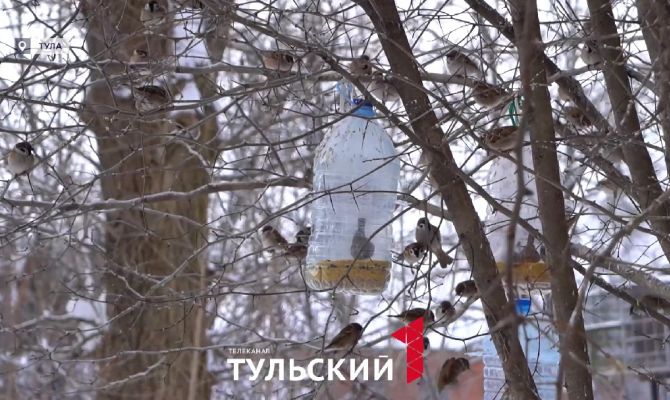 Зачем в Туле считают воробьев