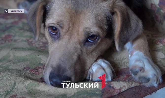 Волонтер из Киреевска превратила свой дом в приют для животных