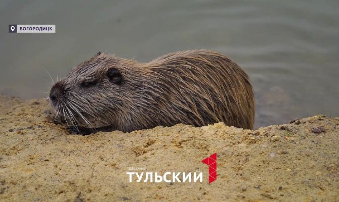 Как устроена нутриевая ферма под Богородицком 