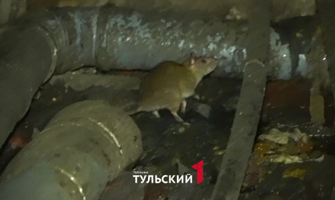 В подвале дома по улице Ложевой в Туле завелись крысы и комары
