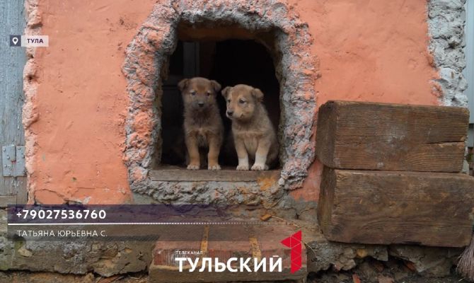 Волонтер из Щекино спасла пятерых щенков от смерти в болоте 