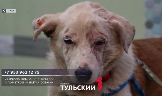  В Туле избитый пёс приполз в магазин за помощью