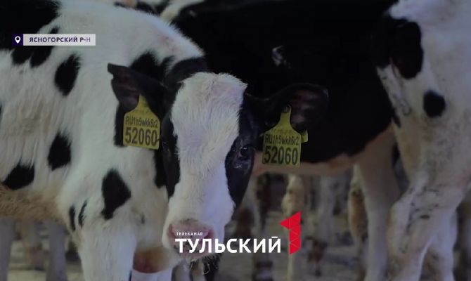 В Тульской области тесты здоровья позволили увеличить надои молока