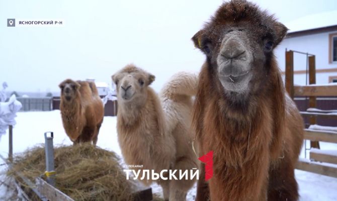 Под Тулой впервые зимовку переживают верблюды