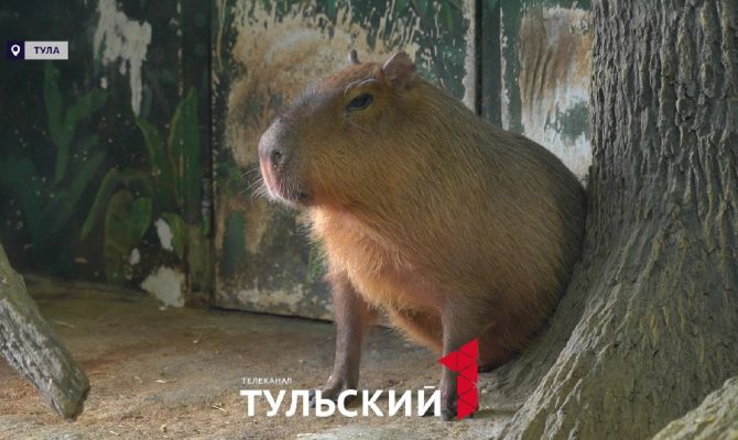 Капибара Валентин готовится отметить День рождения