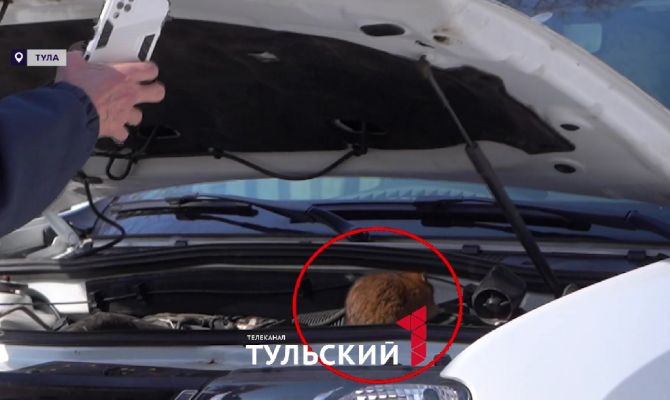 Крысы начали грызть машины туляков