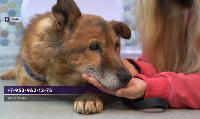 В Туле нашли раненную собаку в луже крови