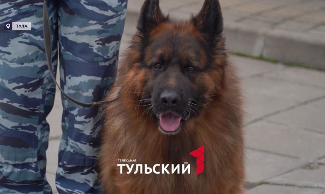 После 8 лет службы овчарка Кай обрела нового хозяина