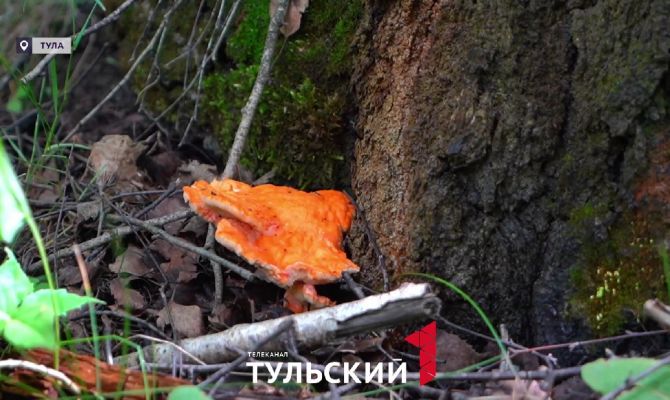 От первых лисичек до дубовика: в Тульской области стартовал грибной сезон