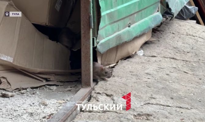 В мусорных баках на улице Сойфера в Туле поселились крысы