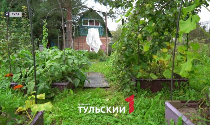 «Ядовитая грядка»: какие травы и овощи могут навредить здоровью туляков