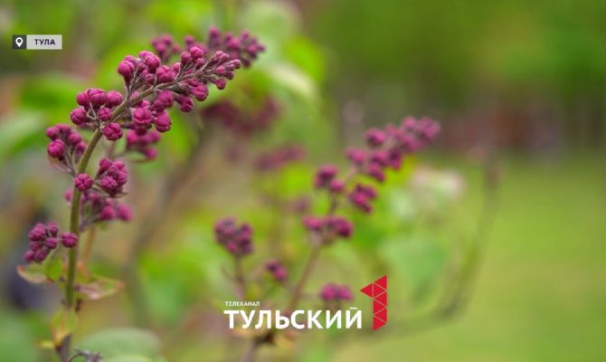 В Центральном парке Тулы высадили «Сирень Победы»